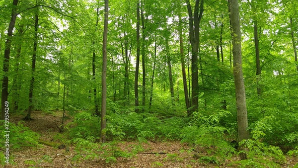 Fototapeta Trees in a green forest, spring time, nature series.