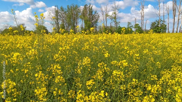 Fototapeta A field of yellow colza with a blue sky and white clouds