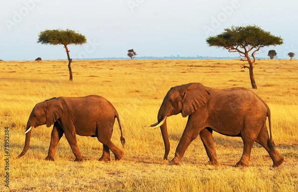 Fototapeta Słonie na Masai Mara w Afryce