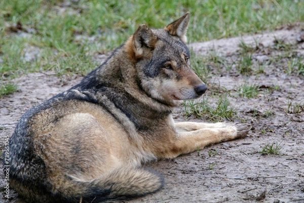 Obraz Eurasischer Wolf