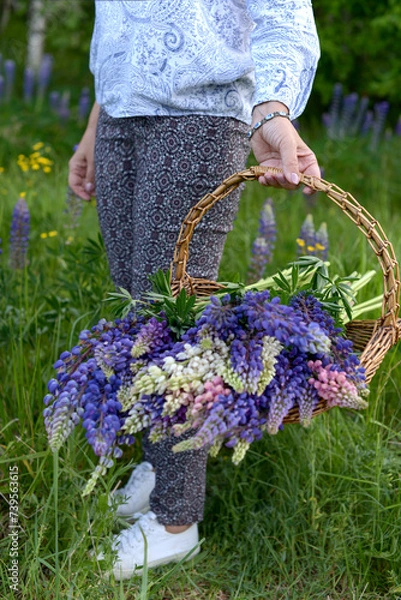 Obraz A girl carries a basket of flowers