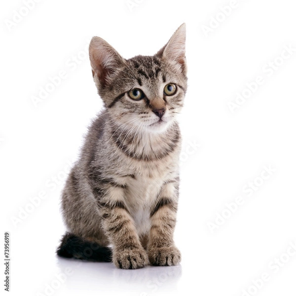 Fototapeta Striped Small kitten