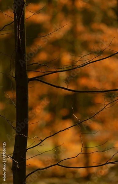 Obraz sunset in the park