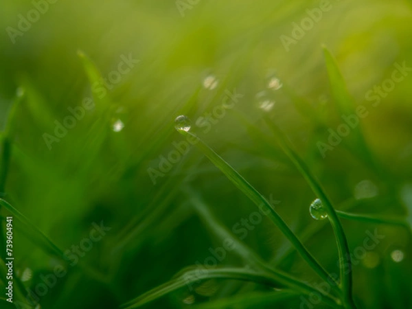Fototapeta Grass with water drop at sunrise greenery nature background