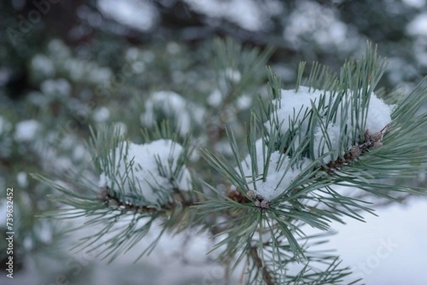 Obraz pine branches covered with snow