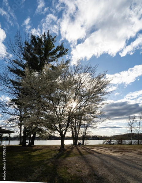 Obraz tree in the park