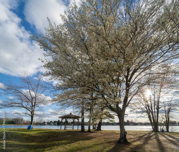 Obraz trees in the park