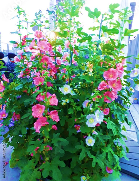 Obraz flowers in the garden