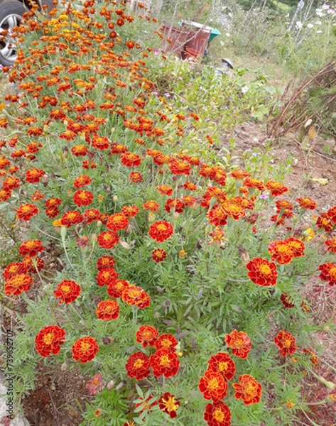 Obraz poppies in a field