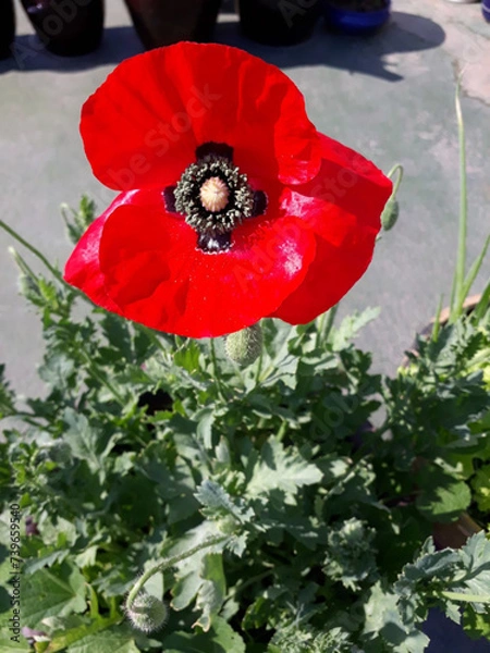 Obraz red poppy flower