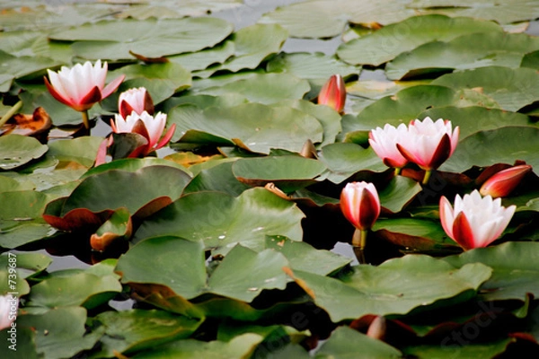 Obraz waterlily