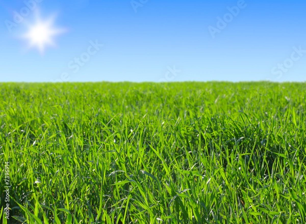 Fototapeta green grass on bright blue sunny sky background