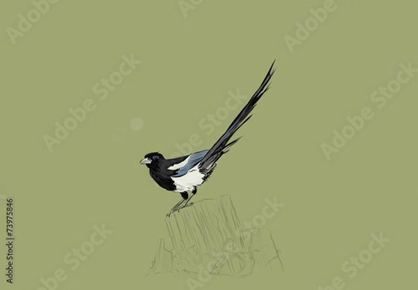 Obraz Magpie