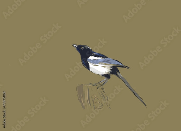 Obraz Magpie