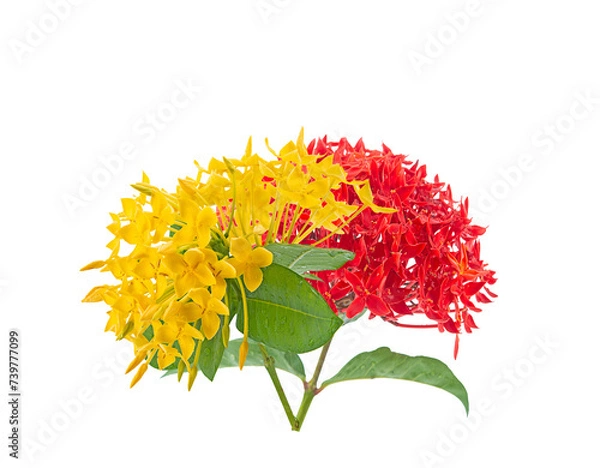 Obraz fresh yellow and red spike flower,ixora flower on white background,isolated