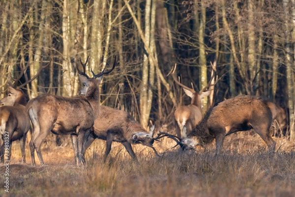 Obraz Jelenie. Cervus elaphus. Jelenie w polskich lasach. Potyczka jeleni. Rykowisko. Jelenie w łódzkim. Jelenie w puszczy. Życie jeleni. Walczące byki. Stado jeleni.