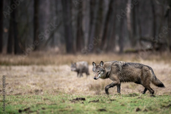 Fototapeta Wilk. Wilki w polskich lasach. Wilki w województwie łódzkim. Wilki w Lasach Spalskich. Wilki w Puszczy Pilickiej.