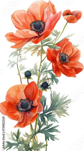 Obraz アネモネの水彩画