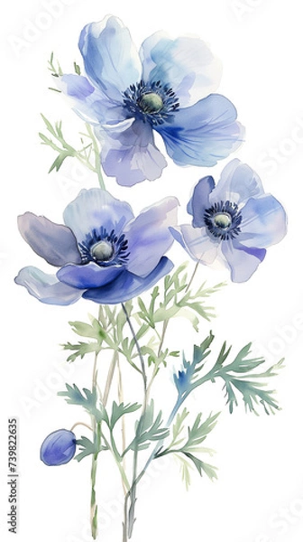 Obraz アネモネの水彩画