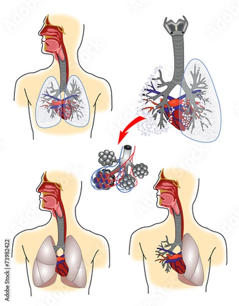 Obraz Respiratory system anatomy