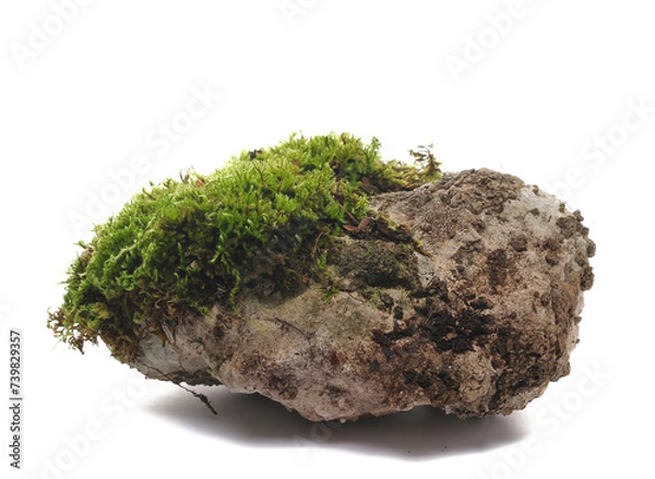 Fototapeta Green moss on stone isolated on white background and texture