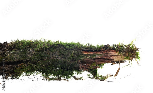 Fototapeta Green moss on rotten dry branch isolated on white background and texture