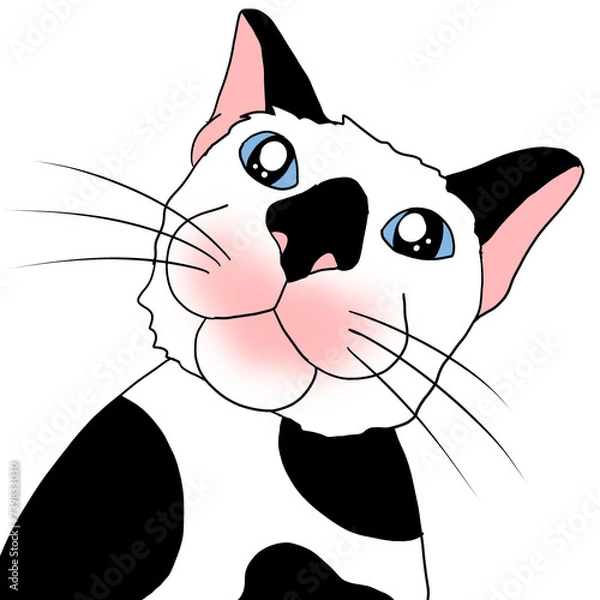 Obraz white and black cat 