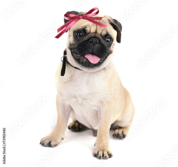 Fototapeta Funny, cute and playful pug dog isolated on white