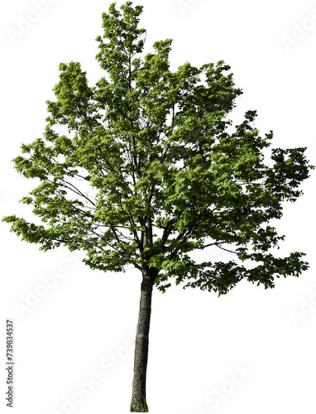 Obraz Junger Baum mit grünen Blättern