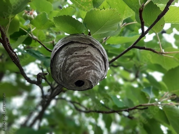 Fototapeta How to overcome wasps. A hornet's nest hangs from a tree branch in the garden. A dangerous neighborhood with wasps. Bottom view.