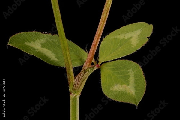 Obraz Red Clover (Trifolium pratense). Stem Section and Leaf Closeup