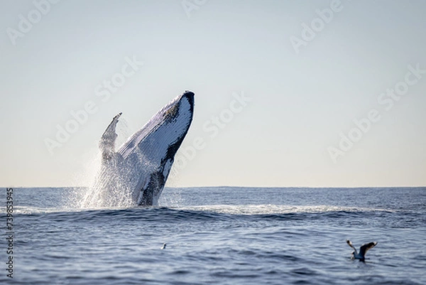 Fototapeta Whale breaching in the ocean on the humpback highway