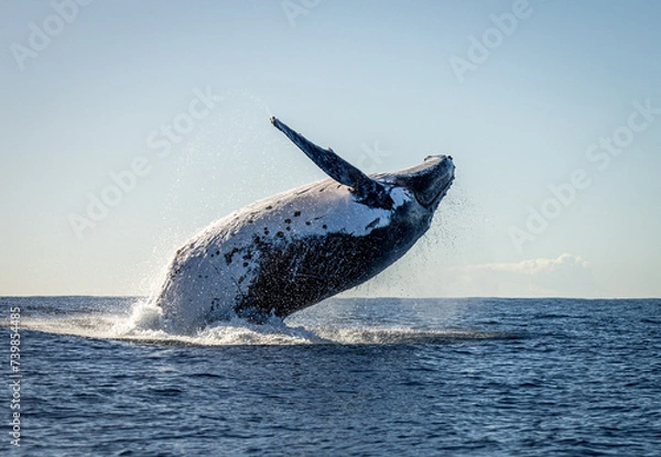 Fototapeta Whale breaching in the ocean on the humpback highway