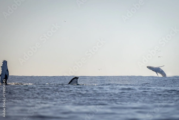 Fototapeta Whale breaching in the ocean on the humpback highway