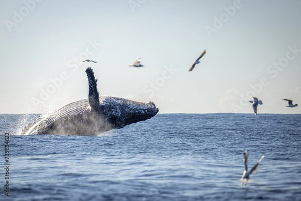 Fototapeta Whale breaching in the ocean on the humpback highway
