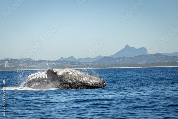 Fototapeta Whale breaching in front of Mount Warning, Australia along the humpback highway