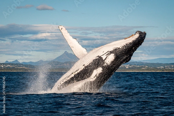 Fototapeta Whale breaching in front of Mount Warning, Australia along the humpback highway