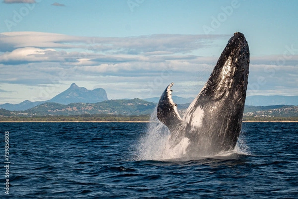Fototapeta Whale breaching in front of Mount Warning, Australia along the humpback highway