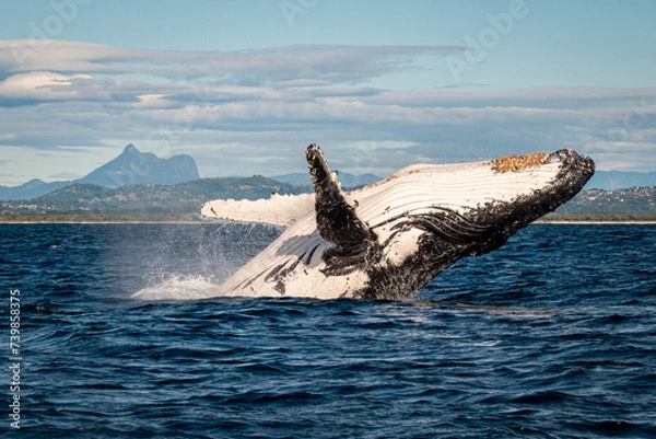 Fototapeta Whale breaching in front of Mount Warning, Australia along the humpback highway
