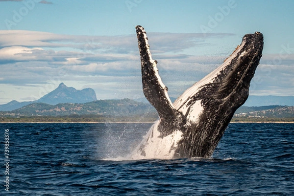 Fototapeta Whale breaching in front of Mount Warning, Australia along the humpback highway