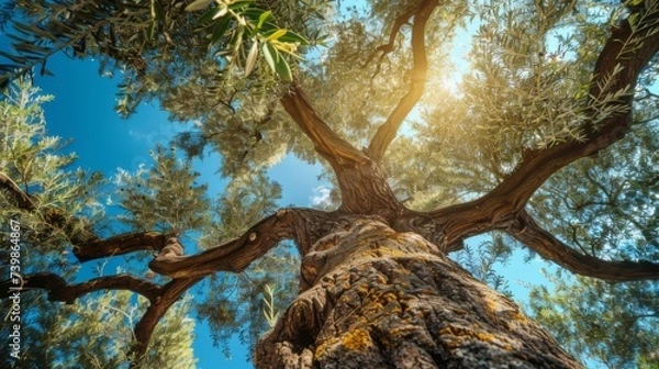 Fototapeta Large tree view from below. Closeup tree trunk with bark and branches with leaves. An unusual perspective on the forest and nature