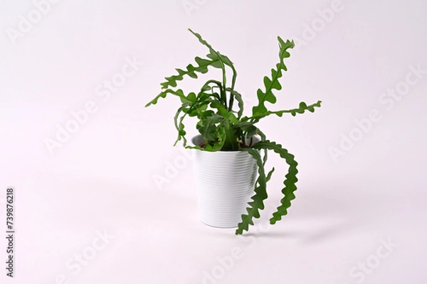 Fototapeta Plant in a pot
