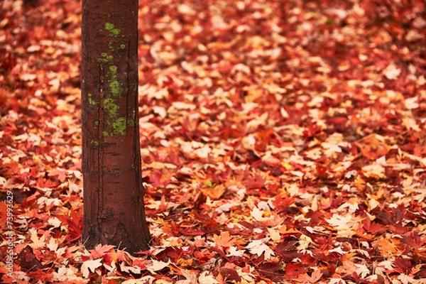 Obraz Trunk and maple leaves