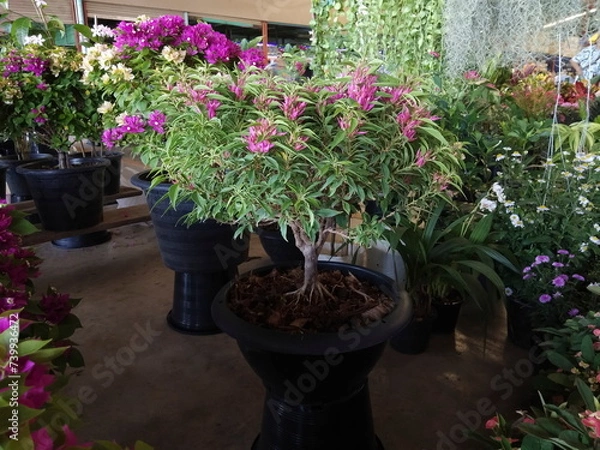 Obraz Hybrid bougainvillea blossom and planting in flower pot.