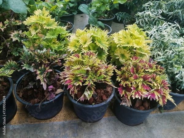 Obraz Coleus plant mixed colors on leaves planting in flower pots.