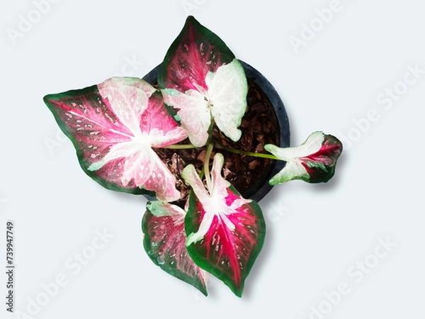 Obraz Caladium flowering plant isolated on white background, the family Araceae, common name elephant ear, heart of Jesus, and angel wings, the original South American plant.