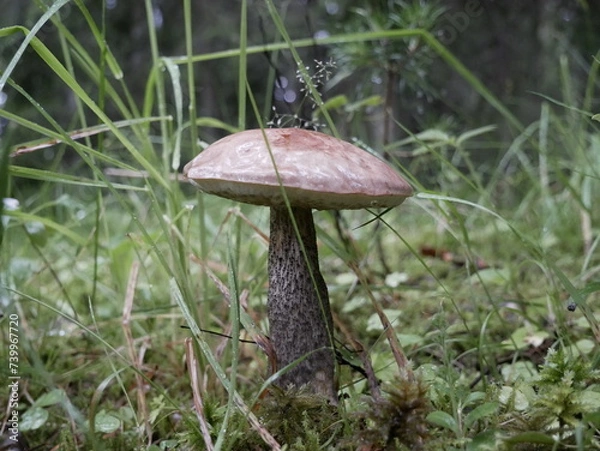 Fototapeta A large birch mushroom has grown after the rain in a forest clearing. Protein food for vegans in a natural environment.