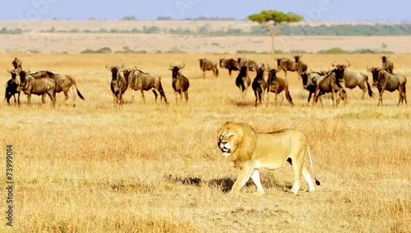 Fototapeta Lew na Masai Mara w Afryce