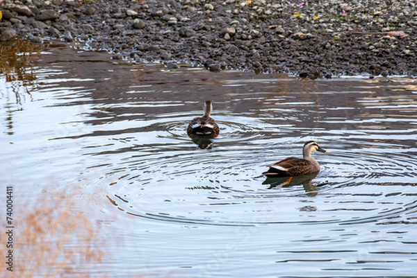 Obraz 冬の川で泳ぐ2羽のカルガモ