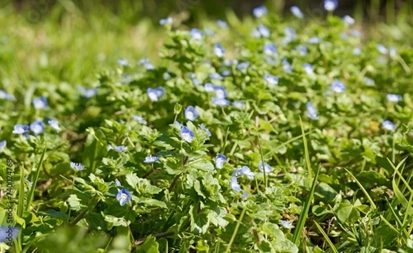 Fototapeta Flowers of birdeye speedwell, common field-speedwell, Persian speedwell, large field speedwell, bird's-eye, or winter speedwell (Veronica persica)